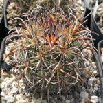 Coryphantha kracikii