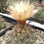 Coryphantha kracikii