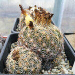 Coryphantha retusa con frutti