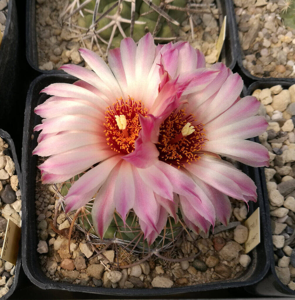 Coryphantha sp.