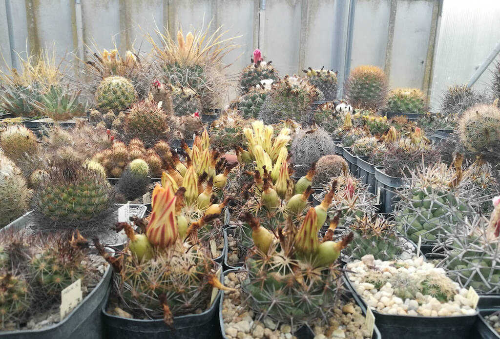 Coryphantha, un genere di cactus spesso sottovalutato ma con spine e fiori davvero notevoli