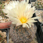 Coryphantha werdermannii