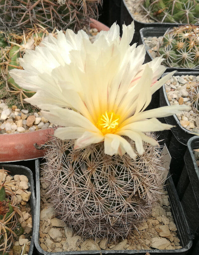 Coryphantha werdermannii