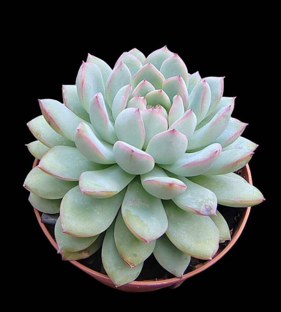 Echeveria colorata