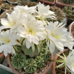 Echinopsis subdenudata