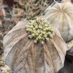 Euphorbia obesa