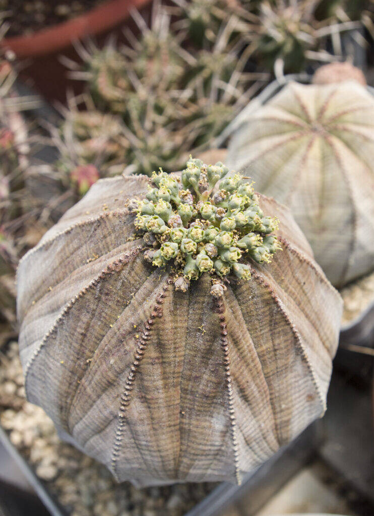 Euphorbia obesa