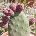 Frutti di Opuntia