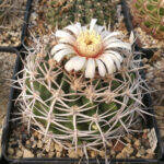 Gymnocalycium ferox