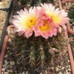 Parodia roseoluteus