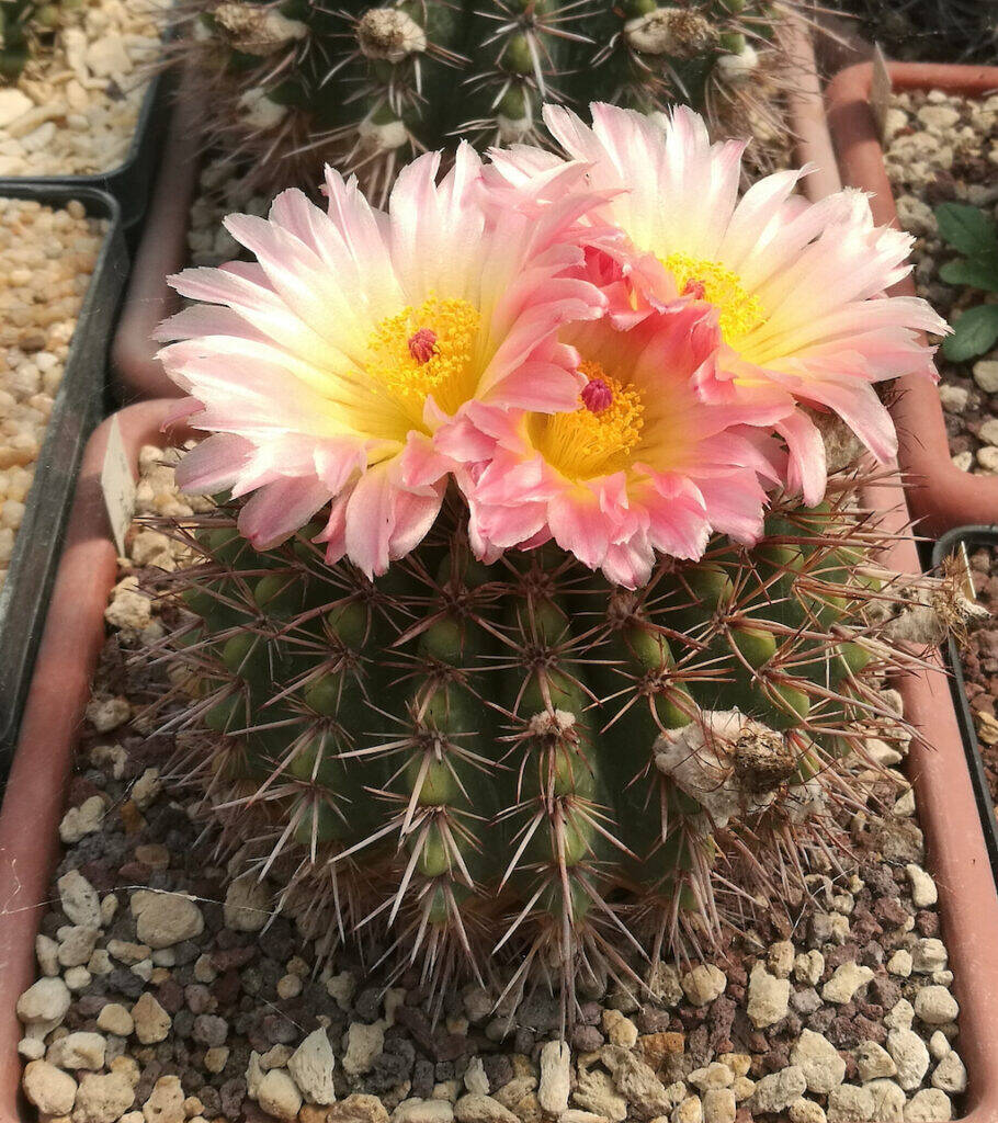 Parodia roseoluteus