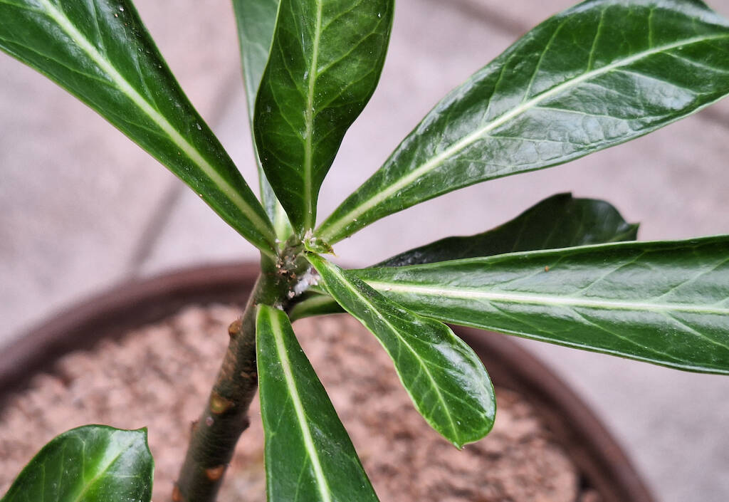 Cocciniglia cotonosa su un Adenium obesum