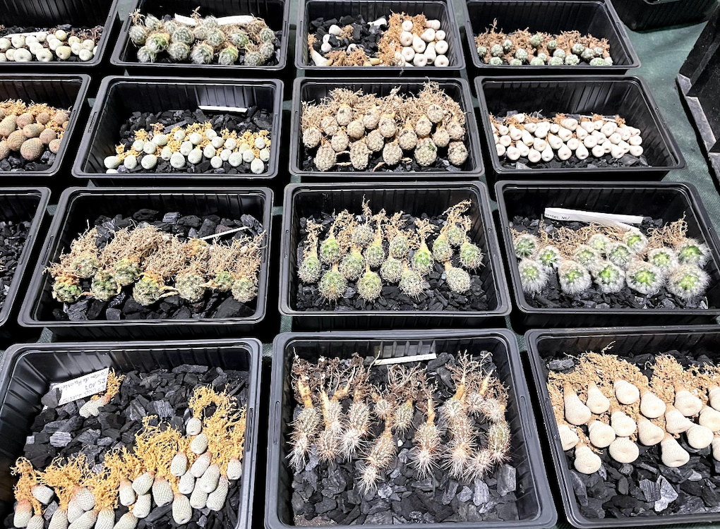Cactus in esposizione a Eurocactus 2023