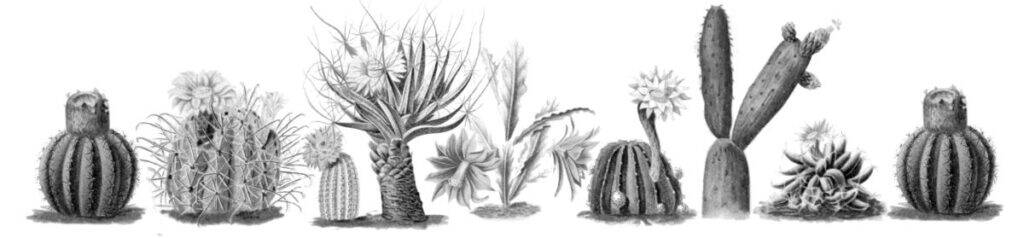 il fiore tra le spine - coltiva cactus e piante succulente