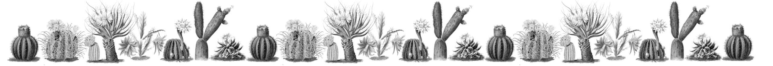 Piante grasse cactus spine