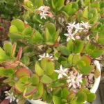 Crassula ovata in fiore