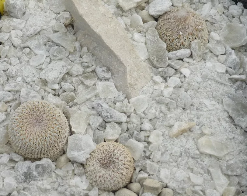 Epithelantha micromeris con strato superficiale di gesso agricolo