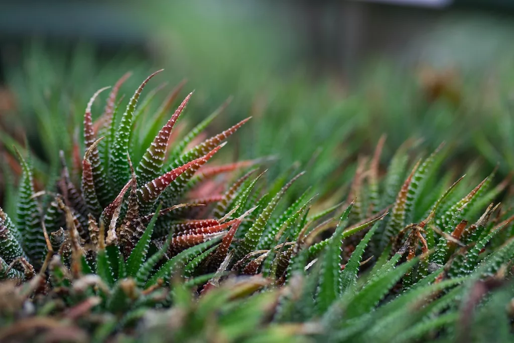 Esemplari di Haworthia (foto di Thomas Martin da Pixabay)