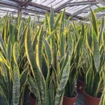 Alcuni esemplari di Sansevieria trifasciata