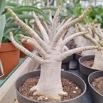 Adenium baobab