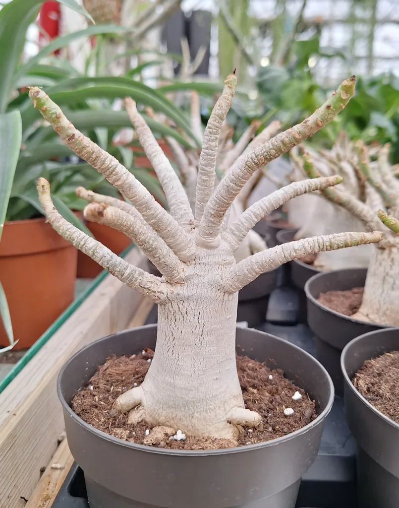 Adenium baobab