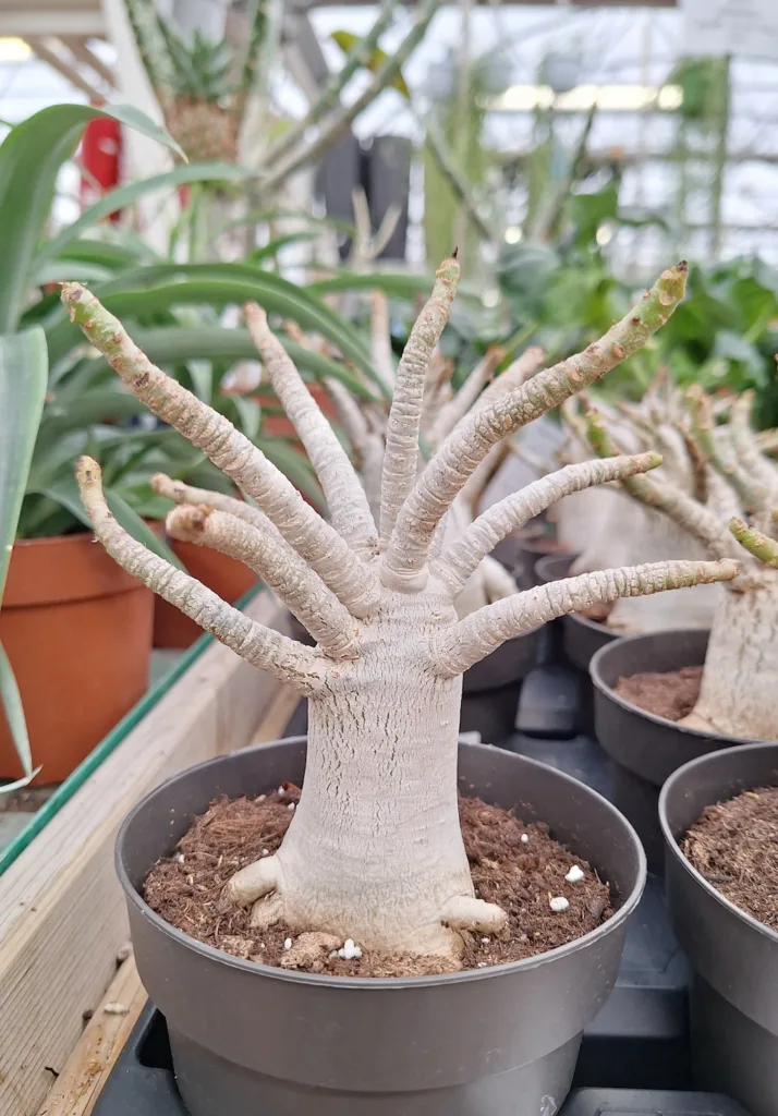 Adenium baobab