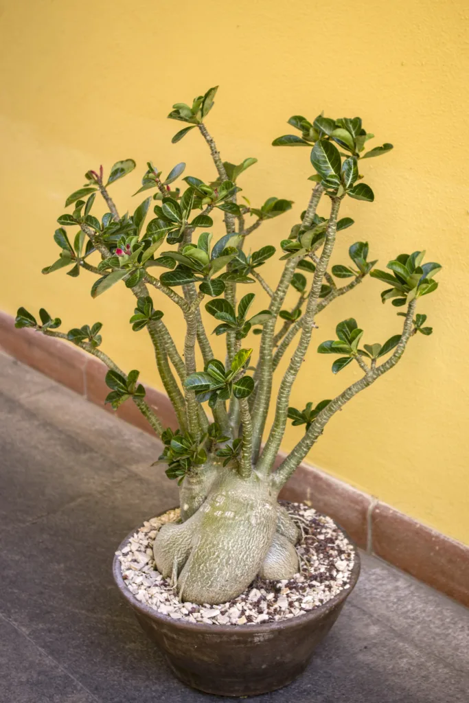 Adenium obesum