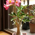 Una pianta di Adenium obesum in fiore