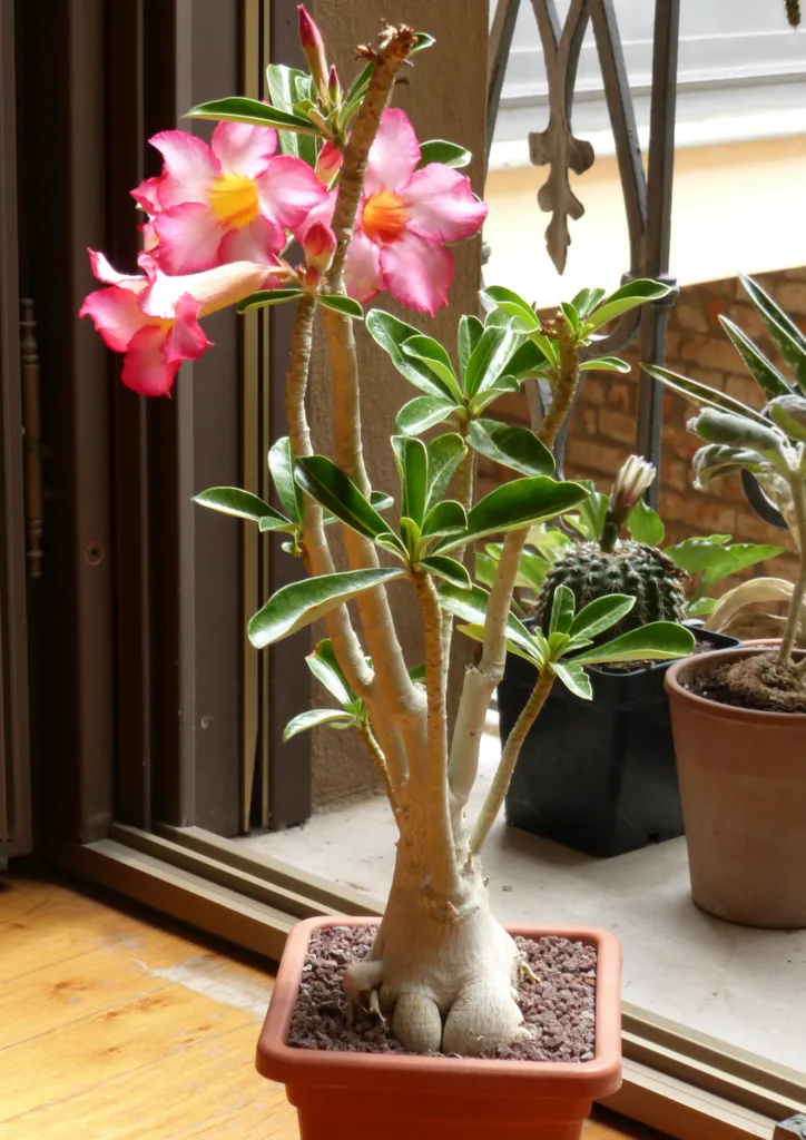 Una pianta di Adenium obesum in fiore