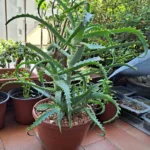 Aloe arborescens