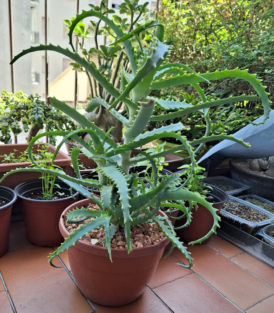 Aloe arborescens