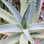 Un esemplare di Aloe Vera