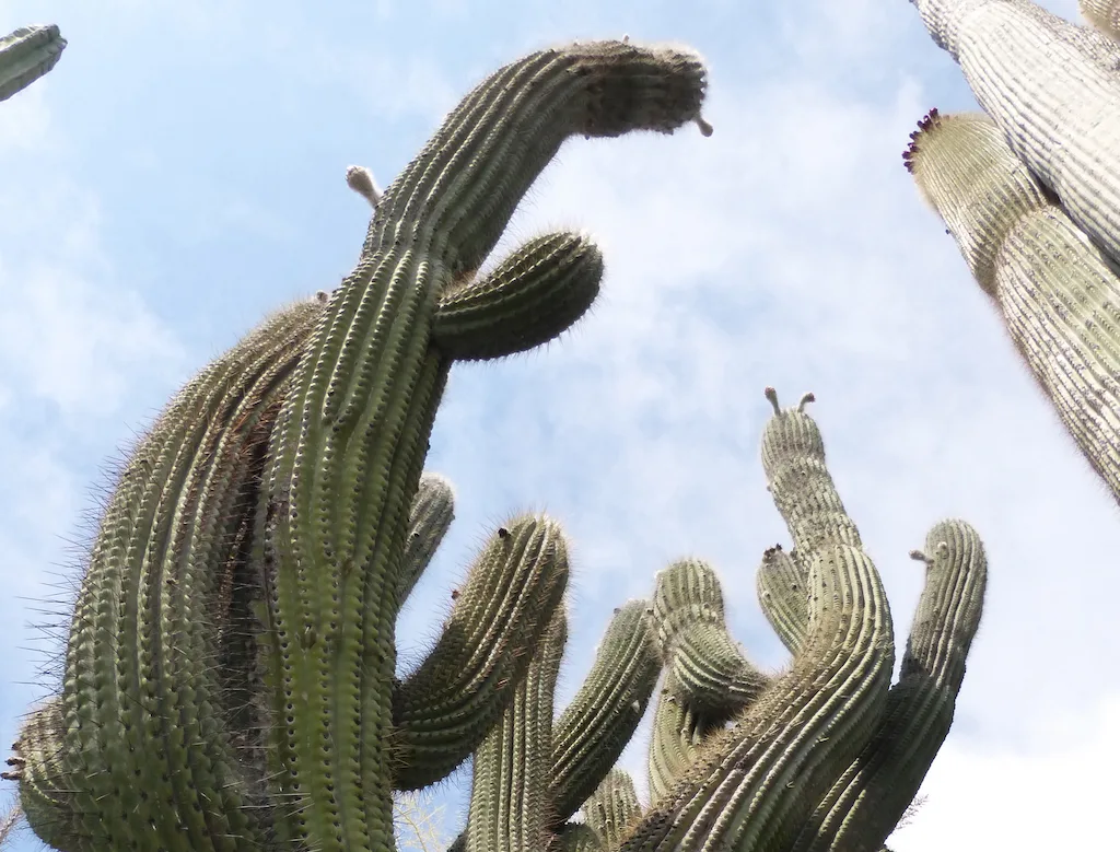 Fotografia di cactus colonnari