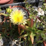 Carpobrotus edulis