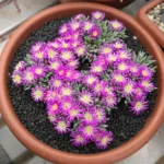 Delosperma sphalmanthoides