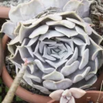 Echeveria lilacina