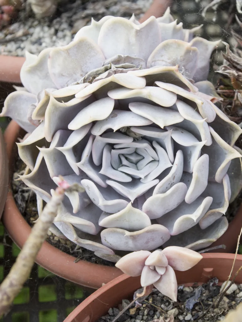 Echeveria lilacina