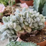 Echeveria pulvinata crestata