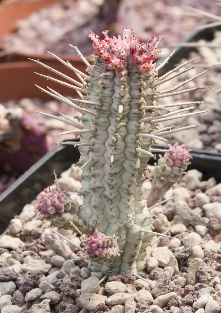 Euphorbia mammmilaris variegata