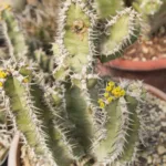 Euphorbia polyacantha