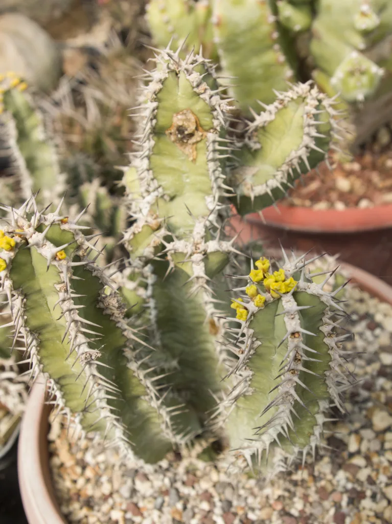 Euphorbia polyacantha