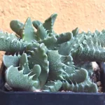 Faucaria tuberculosa