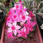 Graptopetalum bellum in fiore