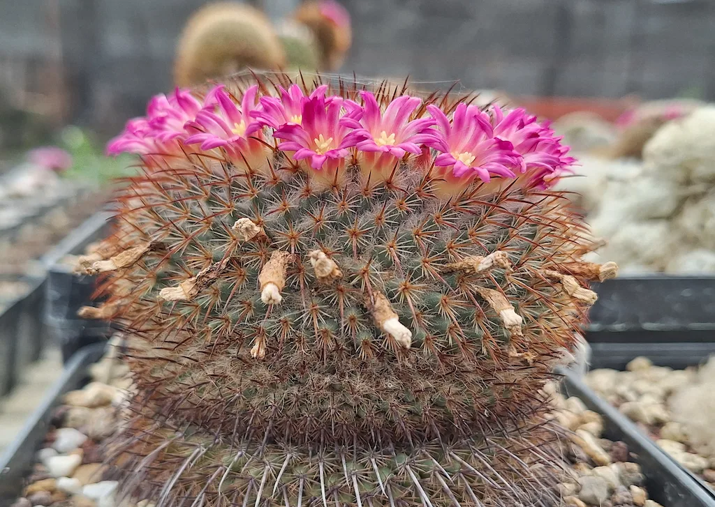 Mammillaria dixanthocentron in fiore in marzo