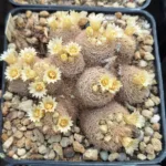 Fioritura di Mammillaria magallanii