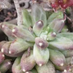 Pachyphytum compactum