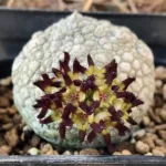 Pseudolithos migiurtinus di Leopoldo Romano