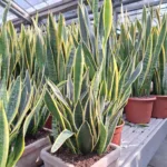 Sansevieria trifasciata