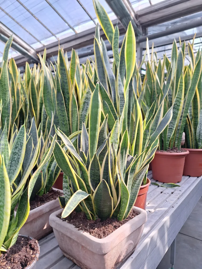 Sansevieria trifasciata