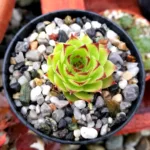 Un esemplare di Sempervivum